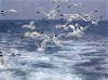 seagulls2.jpg